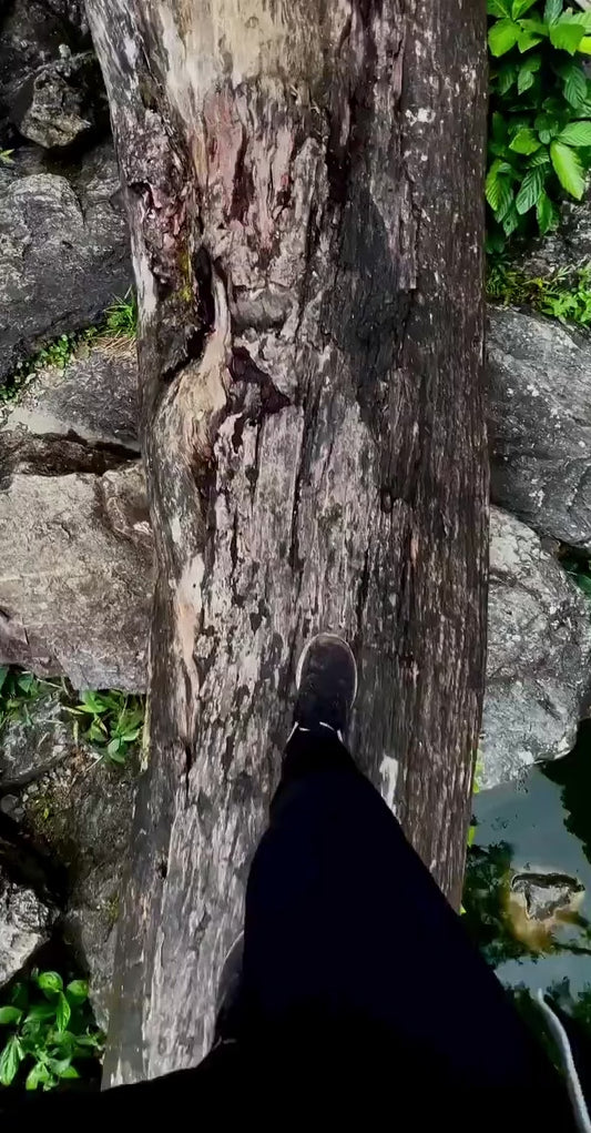 Kinabalu Park & Canopy Walk Experience