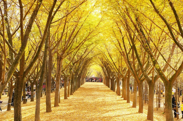 5D 4N SEOUL - NAMI ISLAND - LOTTE WORLD (OCT-NOV 2024) NO AIRFARE MIN 4 TO GO