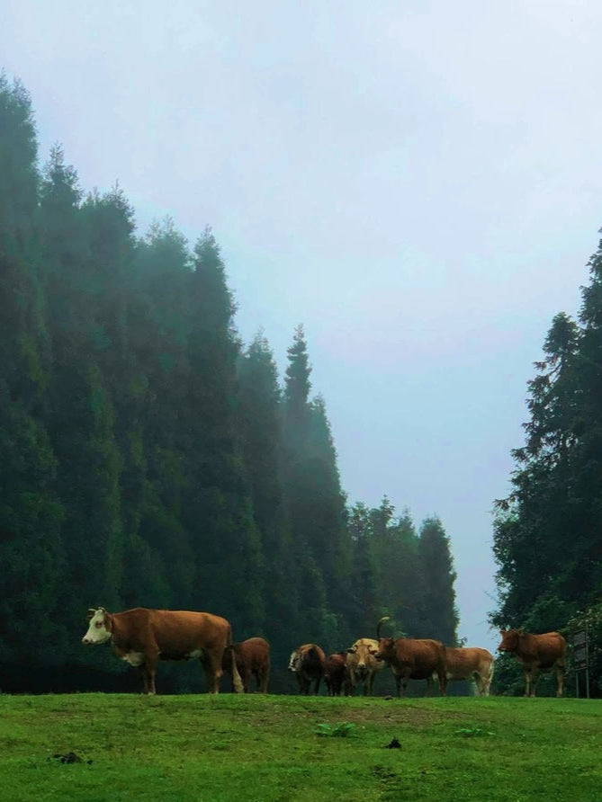 8D6N ChongQing, Wulong, Fairy Mountain