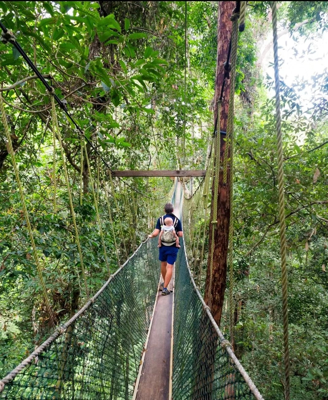 Kinabalu Park Jungle Trek & Poring Hot Spring Adventure: Canopy Walk Experience