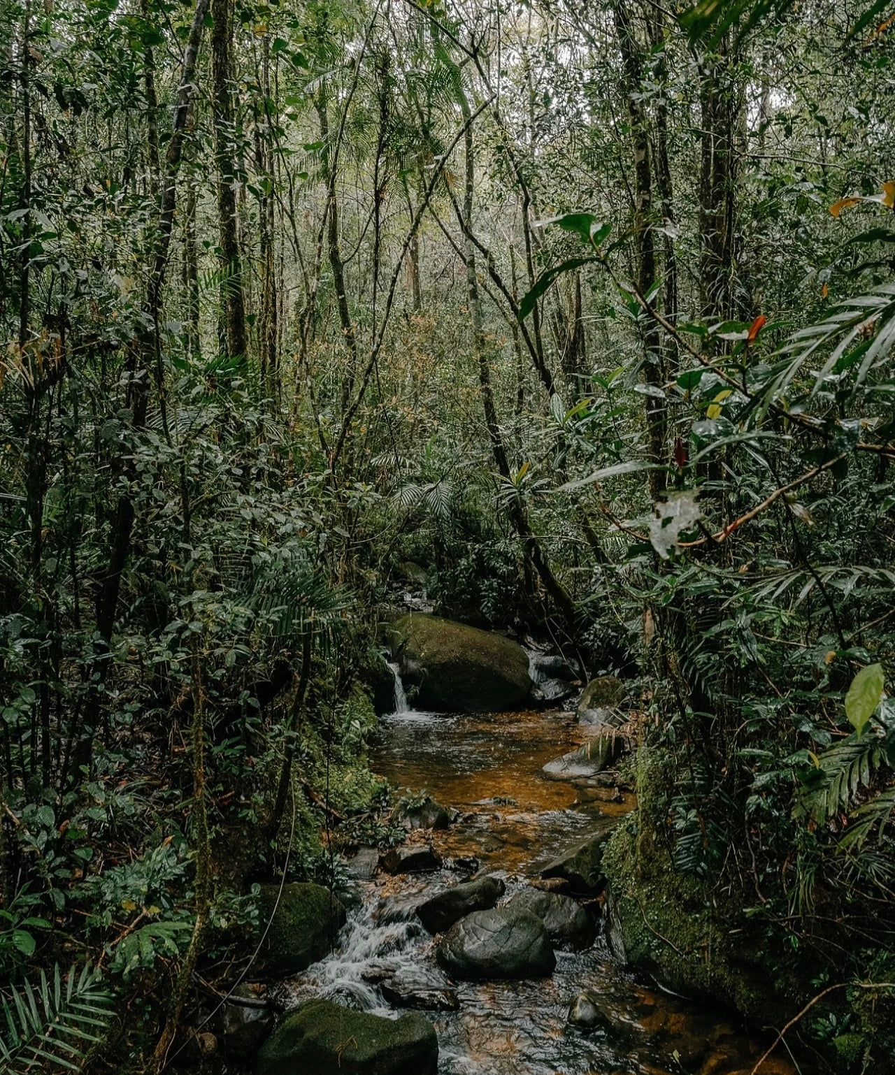 Kinabalu Park Jungle Trek & Poring Hot Spring Adventure: Canopy Walk Experience