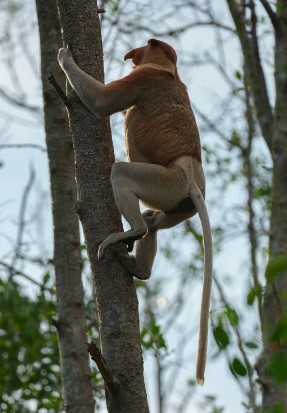Borneo Wildlife Adventure: Klias River Safari & Firefly Spectacle